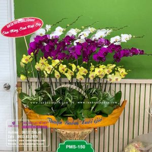 Thuyền lan hồ điệp đẹp 22 cành hoa trắng tím vàng rất phù hợp để tặng vào dịp tết hay khai trương, khánh thành