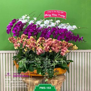 Mẫu hoa lan hồ điệp cắm thuyền gỗ đẹp, sang trọng với 36 cành hoa trắng tím và cam