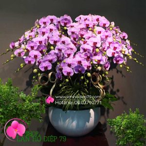 Bình hoa lan hồ điệp đẹp 25 CÀNH màu hồng
