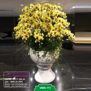 Chậu lan hồ điệp vàng chưng tết, tặng tết cực kì ý nghĩa