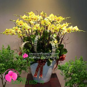 Chậu hoa lan vàng đẹp, Chậu lan hồ điệp đẹp 30 cành màu vàng