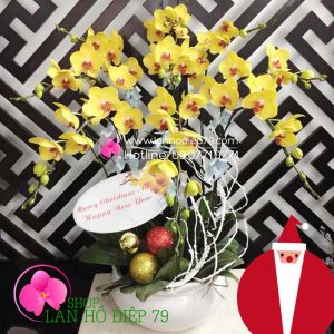 Chậu lan hồ điệp đẹp, Hoa lan hồ điệp đẹp màu vàng