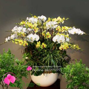 Chậu lan hồ điệp đẹp, Chậu hoa lan hồ điệp màu trắng vàng