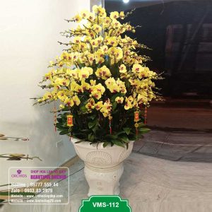 Chậu hoa lan hồ điệp đẹp chưng tết 119 cành lan vàng