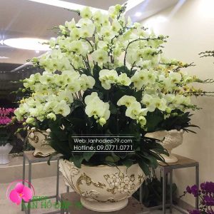 Chậu hoa lan hồ điệp ĐẸP chưng tết 2020