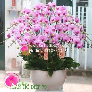 Chậu lan hồ điệp đẹp màu hồng, Bình lan hồ điệp hồng