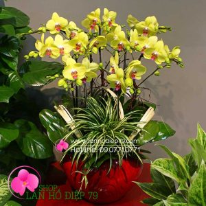 Chậu hoa lan đẹp, Chậu lan hồ điệp vàng 10 cành