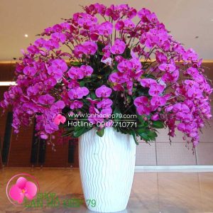 Chậu lan hồ điệp siêu đẹp, Chậu lan hồ điệp tím 99 cành hoa