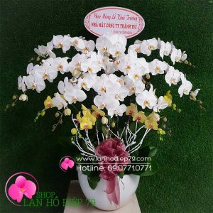 Chậu lan hồ điệp đẹp, Chậu hoa lan hồ điệp 14 cành trắng vàng