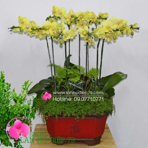 Chậu lan hồ điệp bonsai, Chậu lan hồ điệp tiểu cảnh 9 cành hoa vàng