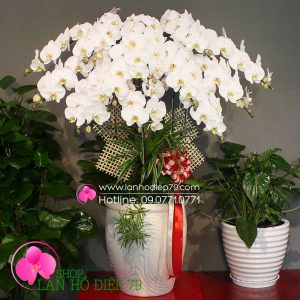 Chậu lan hồ điệp đẹp màu trắng, với thiết kế 10 cành lan hồ điệp trắng