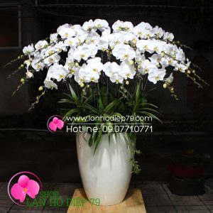 Chậu lan hồ điệp đẹp màu trắng với cách trang trí 25 cành hoa lan hồ điệp