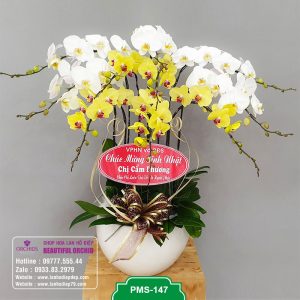 Chậu hoa lan hồ điệp đẹp