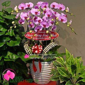 Chậu lan hồ điệp đẹp màu hồng 9 cây lan hồ điệp