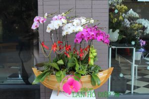 Chậu Lan Hồ Điệp đẹp - Món quà tết thật ý nghĩa và sang trọng