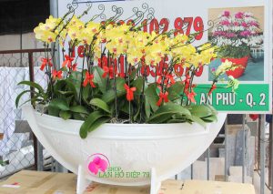 Hoa lan hồ điệp - Thú chơi tao nhã mang đậm tính nghệ thuật