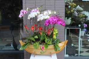 Làm thế nào để chọn cành phối ghép cho một chậu lan hồ điệp đẹp nhất