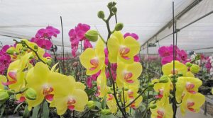 6 loài lan hồ điệp rừng đẹp nhất tại Việt Nam